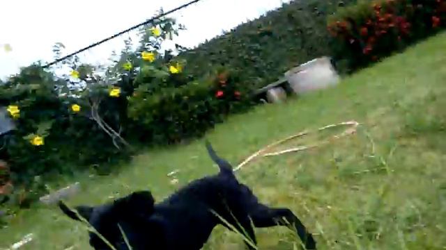 Labrador Royal 59 dias | Brincando смотреть онлайн