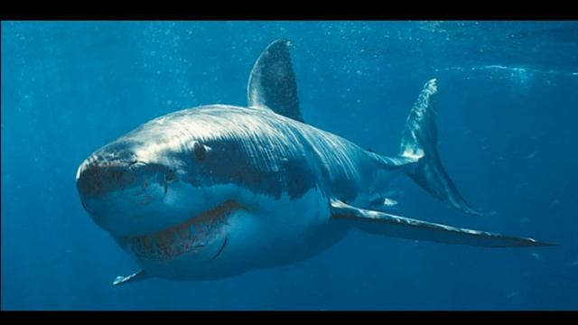 Белая Акула или всё о ней. смотреть онлайн