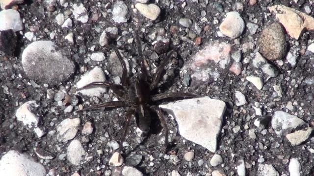 Wolf Spider (Lycosidae: Trochosa terricola) on Pavement смотреть онлайн