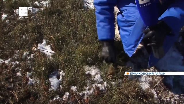 Нашествие косуль в Ермаковском районе (Икс Минусинск). смотреть онлайн