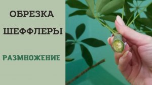 Обрезка шеффлеры из подъезда. Размножение шеффлеры черенками?.