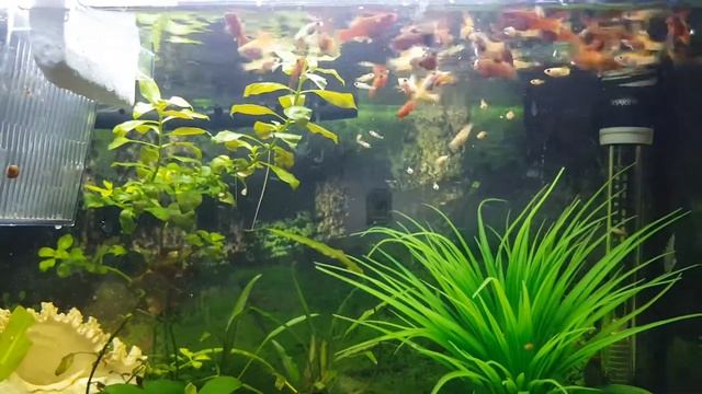 Меченосцы и Гуппи в одном аквариуме. V 06 Schwertträger und Guppy. смотреть онлайн