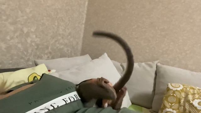 Тимоша перед сном успевает сделать много интересного🙈#обезьяна #тимоша #babymonkey #monyet