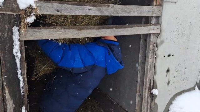 кто ещё кормит кормовой свёклой? смотреть онлайн