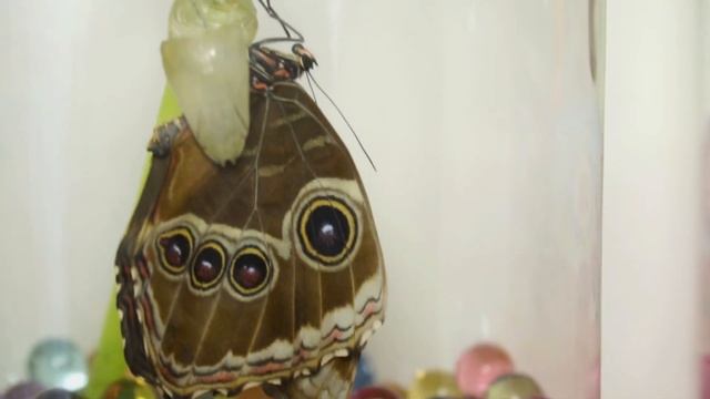 Бабочкариум! Из куколки Родилась бабочка Морфо. Домашний Бабочкарий смотреть онлайн