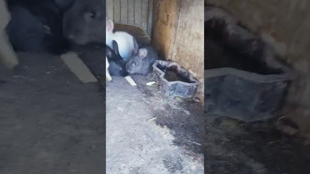 Кролики смотреть онлайн