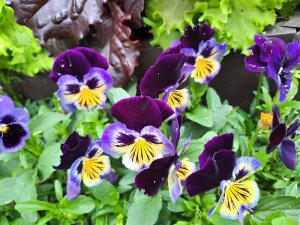 Расчет длины ротанга на стойки и лозы для плетения кашпо из ротанга.