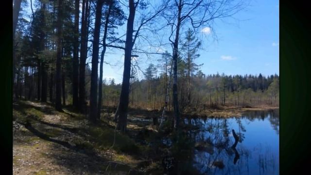 Елена Богиня. Весёлая песня 