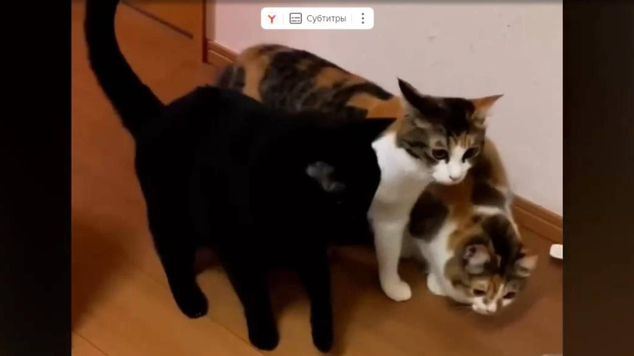 Смешные видосики смотреть онлайн