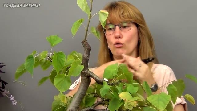 Бонсай из липы (ч.9).