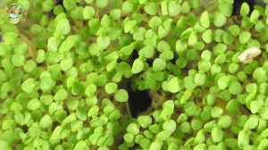 Павловния из семян. Часть 2 Пикировка