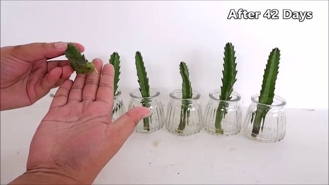 How To Grow Stapelia Succulent Plants From Cuttings In Water (Stapelia Hirsuta Propagation)