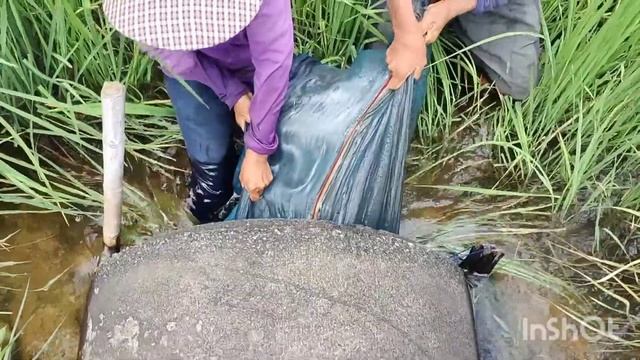 ยามปลาต่งแพรพี่น้องได้หลายคัก#บ่าวกบพาม่วนชวนเก็บเห็ด смотреть онлайн