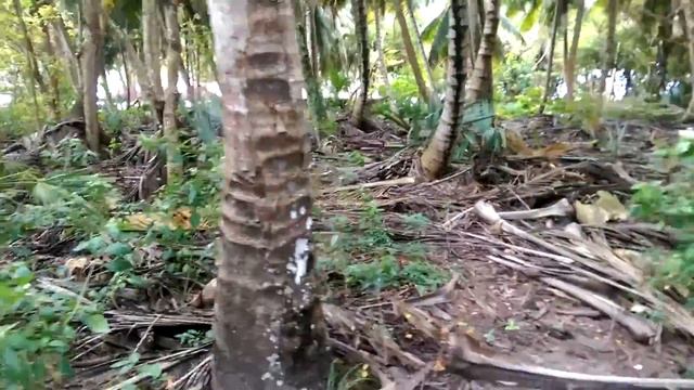 Тропический лес смотреть онлайн