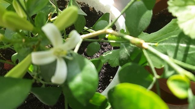 Мурайя - апельсиновый жасмин зацвёл смотреть онлайн