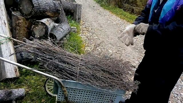 Спасти картофель от мышей в подвале смотреть онлайн