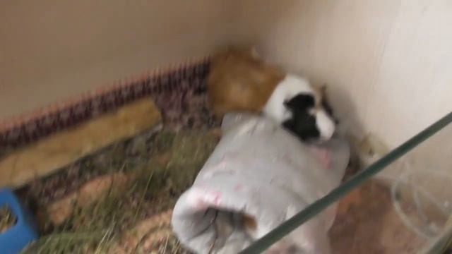 ЕСЛИ МОРСКАЯ СВИНКА БОИТСЯ/ ВОНЯЮТ ЛИ СВИНКИ смотреть онлайн