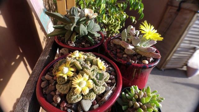 ATG Mesemb Timelapse - Aloinopsis Rubrolineata, Schwantesia Borcherdsii, Titanopsis Calcarea смотреть онлайн