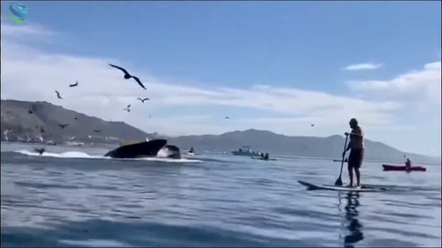 Кит проглотил двух женщин смотреть онлайн