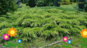 Можжевельник пфитцериана Пфитцериана. Краткий обзор, описание juniperus x pfitzeriana Pfitzeriana