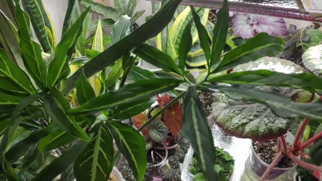 Бегонии фиалки сансевьерии обзор смотреть онлайн