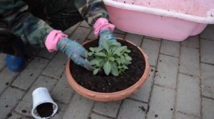 Петуния выращивание из семян от А до Я