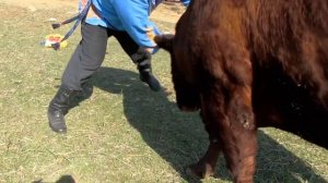 Борьба с быком.Полная версия. Халаджи.Д