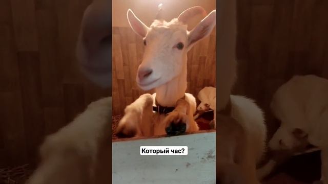 Красотка всегда подскажет точное время?Правда в минутах и часах может запутаться???? смотреть онлайн