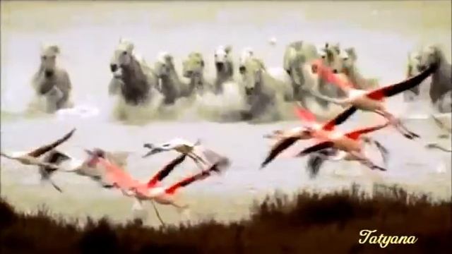 Какая красивая песня! Улыбайся... Сергей Избаш смотреть онлайн