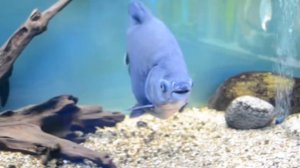 самые хищные аквариумные рыбки