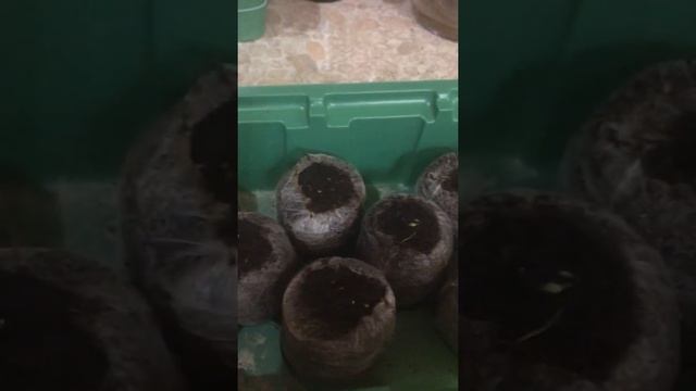 Посадка эстрагона. смотреть онлайн