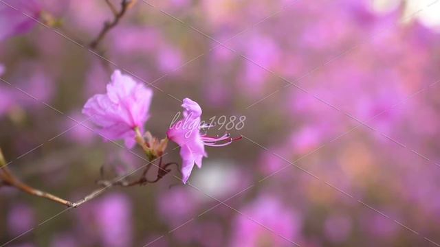 beautiful Rhododendron смотреть онлайн