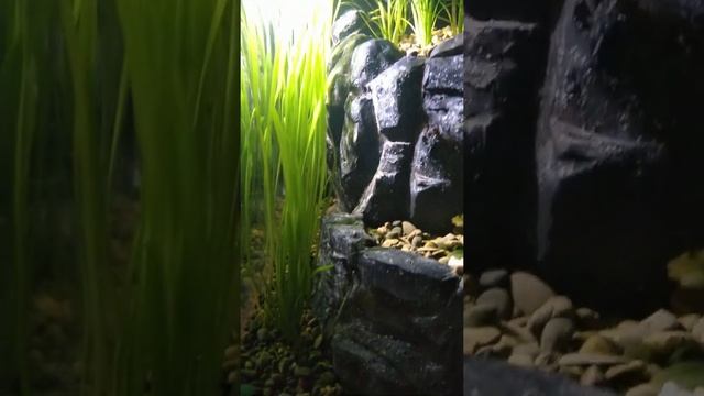 #Shorts задний фон аквариума смотреть онлайн