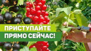ЛЕГКИЙ СПОСОБ РАЗМНОЖЕНИЯ РАСТЕНИЙ. ЧЕРЕНКОВАНИЕ СМОРОДИНЫ ЛЕТОМ
