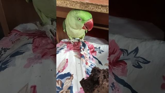 I want some of that cake. смотреть онлайн