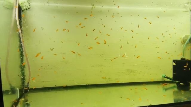 Тернеция сработала! Еще одна роженица! Слил всех мальков в кубик 30 литров! смотреть онлайн