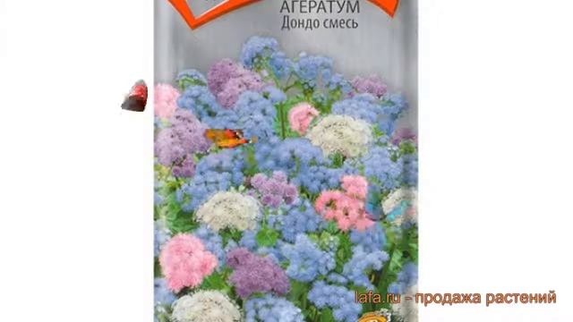 Агератум обыкновенная Дондо (dondo) ? агератум Дондо обзор: как сажать семена агератума Дондо смотреть онлайн