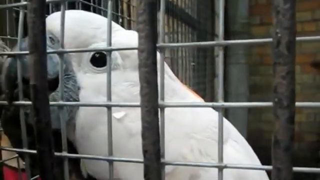 Рижский зоопарк, попугай АРА. 2012 год смотреть онлайн