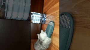 Пипец тапкам.