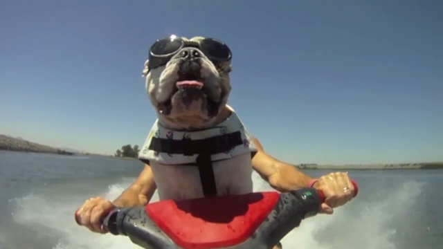 Бульдог на водном мотоцикле (Jet Ski) смотреть онлайн