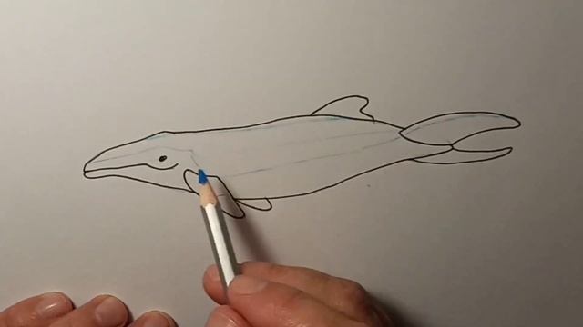 Горбатый кит. Рисунок для начинающих. Humpback Whale. Drawing For Beginners.