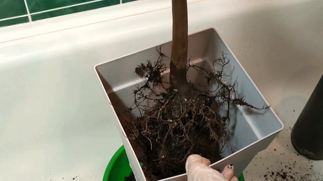 Домашнее манго на балконе. Новое экзотическое растение. Манго Ирвин. смотреть онлайн