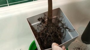 Домашнее манго на балконе. Новое экзотическое растение. Манго Ирвин.