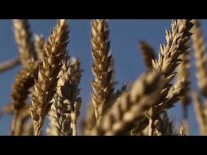 Псалом "И повелительно, и нежно"