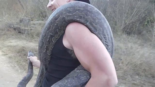 RAW Adrenaline - African Rock Python capture and relocate смотреть онлайн