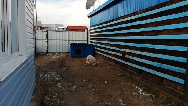 Алабай: цепь или вольер??? ??? смотреть онлайн