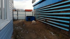 Алабай: цепь или вольер??? ???