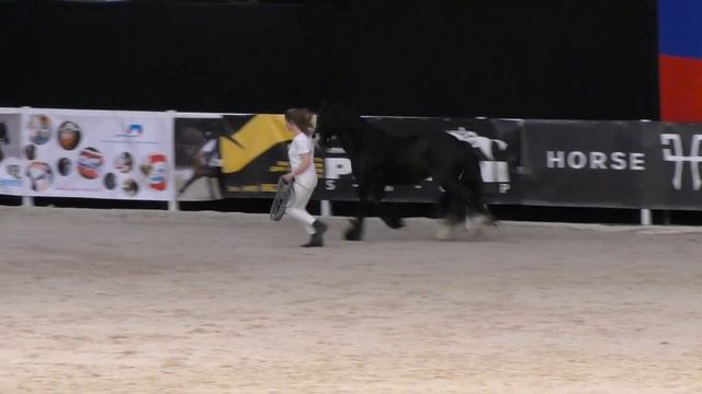 Тинкер цыганская упряжная лошадь /Ирландский коб /Цыганский коб /Конная выставка #ИППОсфера 2019 смотреть онлайн