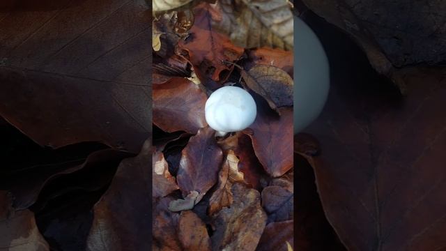 грибное царство леса смотреть онлайн