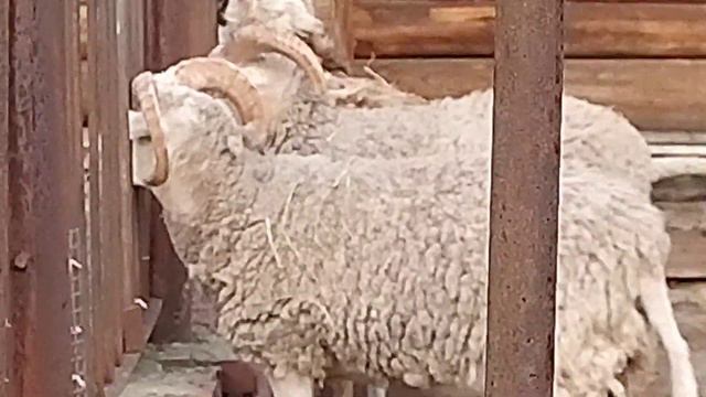 Овцы домашние и Камерунская коза в зоопарке ЗАТО Северск смотреть онлайн